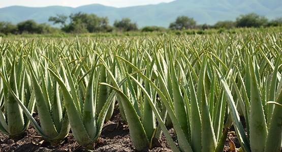 L'Aloe vera bio et équitable SO BiO étic